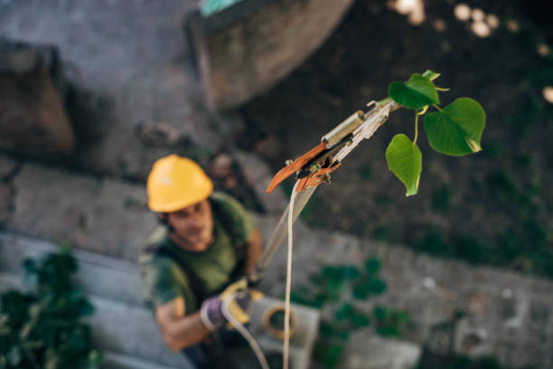 Best Tree Root Removal  in Fort Ashby, WV